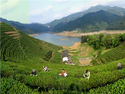 湘益茯茶 益陽名片——湘益茯茶即將亮相第三屆中國湖南·安化黑茶文化節